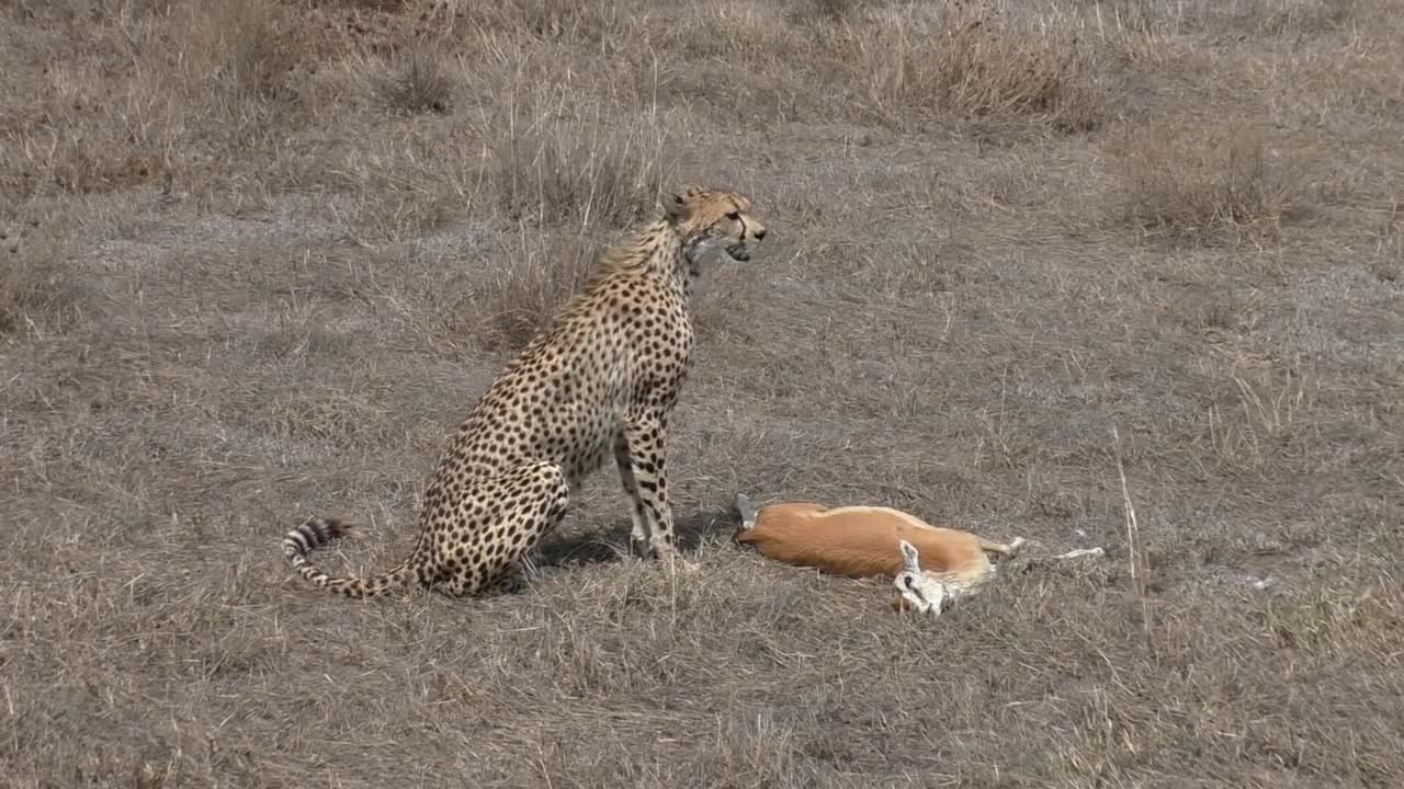 Cheetah Kill Right Under Our Car-2