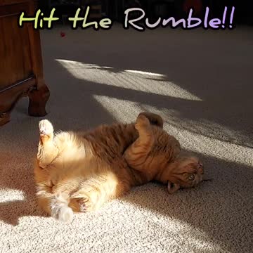 Cupcake Playing In The Sun