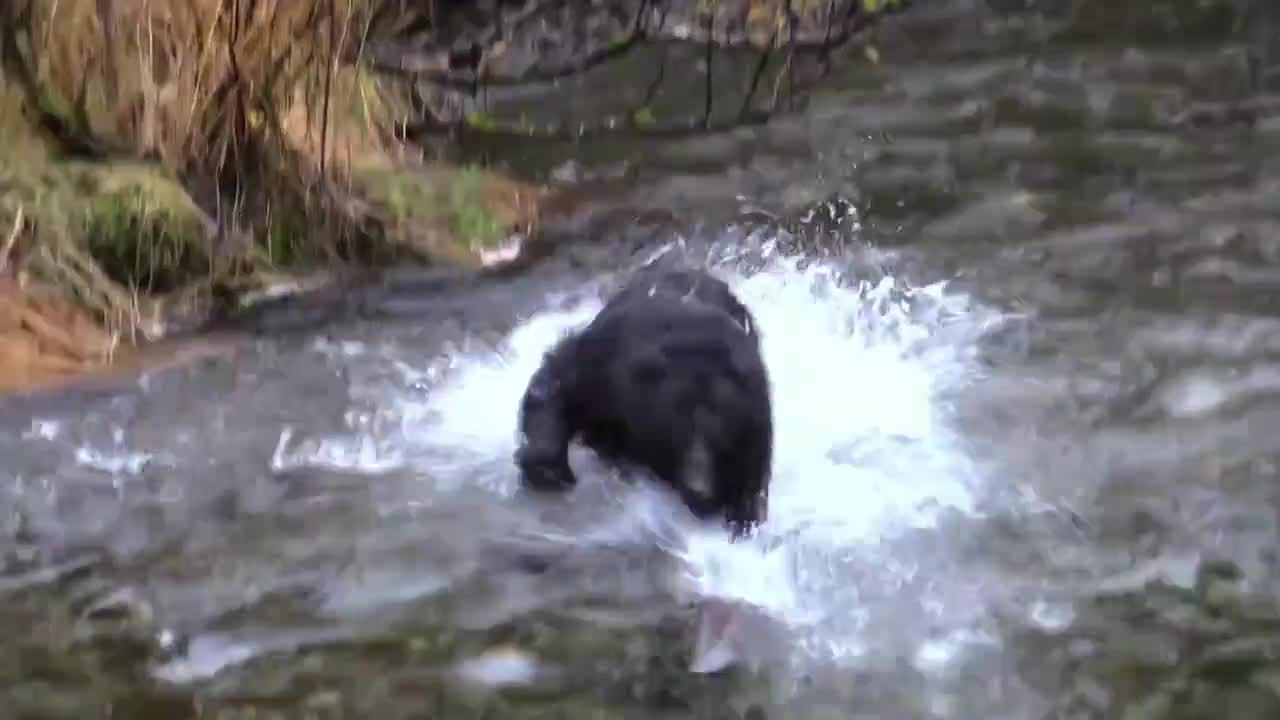 How wild bears catch fish in water