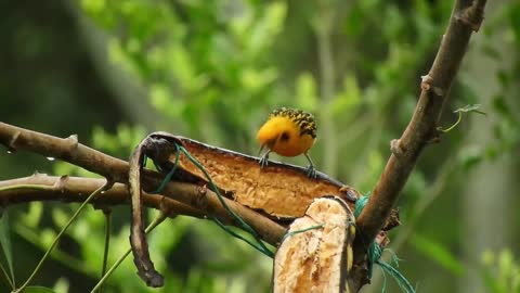 1 Hour Birds Chirping Sound Relaxation Nature Sounds Music for Meditation