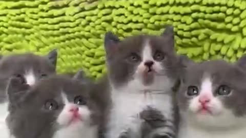 Funny cats