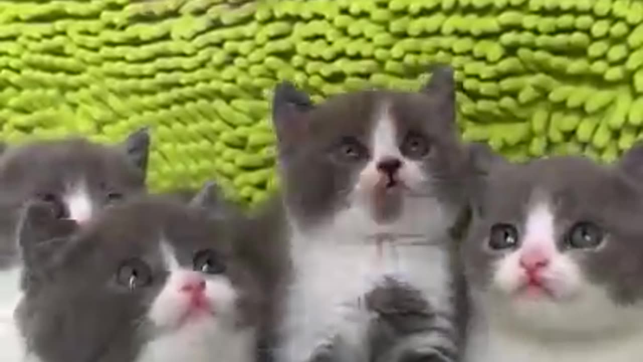 Funny cats