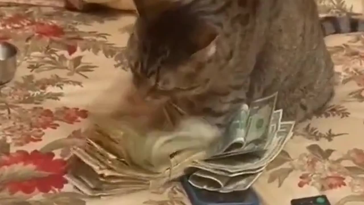 "Fluffy's Fortune: Watch Our Cat Count Cash!"