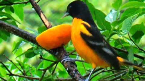 Oriole