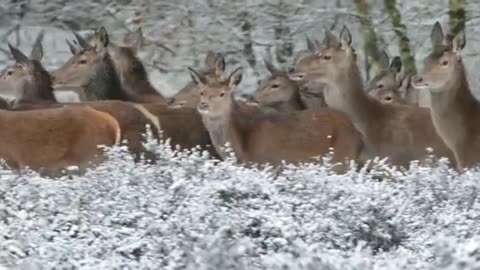 Deer roaming in the snowy area