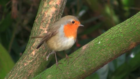 Robin bird redbreast