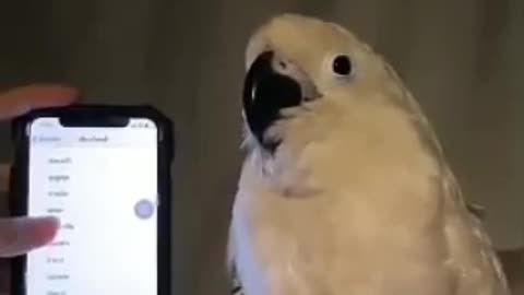 cute bird