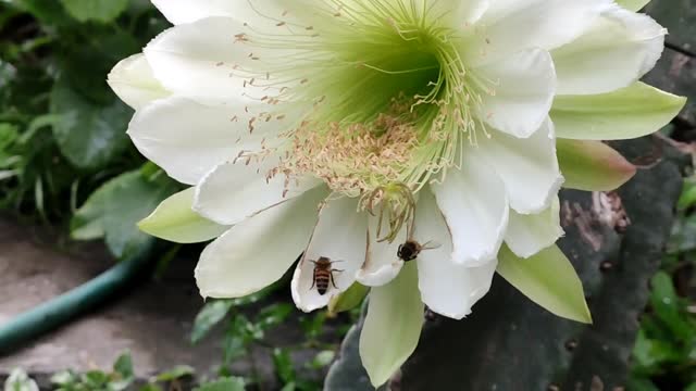 Cactus Cereus AKA Queen of the night - Tropical flower of St Kitts - Wasp love this flower