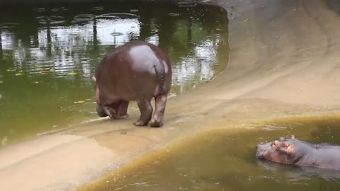 A big hippo crawling out of a bathtub