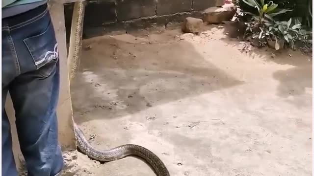 Fearless snake hunter stepped on a large cobra in order to capture it.