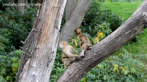 Cute Babies Monkey