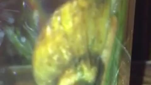 gold snail