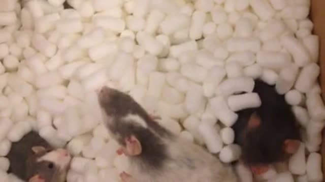 Cute Pet Rats Playing in Packing Peanut Box