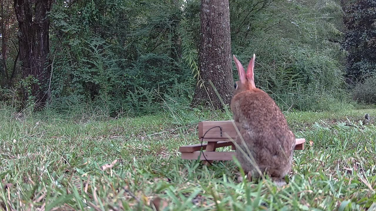 Day shot of Squirrel watching rabbit eat at the picnic table