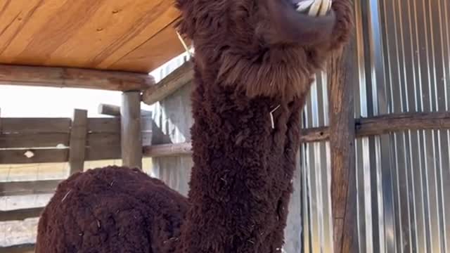 Smokie the alpaca