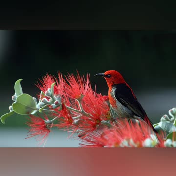 Beautiful image with beautiful scenes" | sparrow image