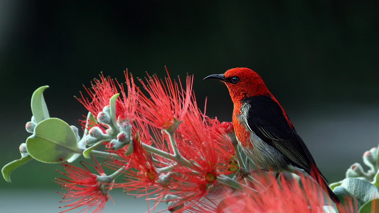 Beautiful image with beautiful scenes" | sparrow image