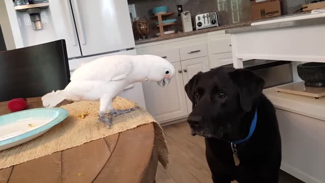 Cockatoo feeds Labrador.