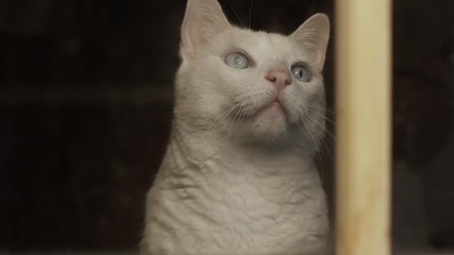 White cat with blue eyes 😍