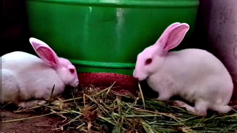 Rabbit video