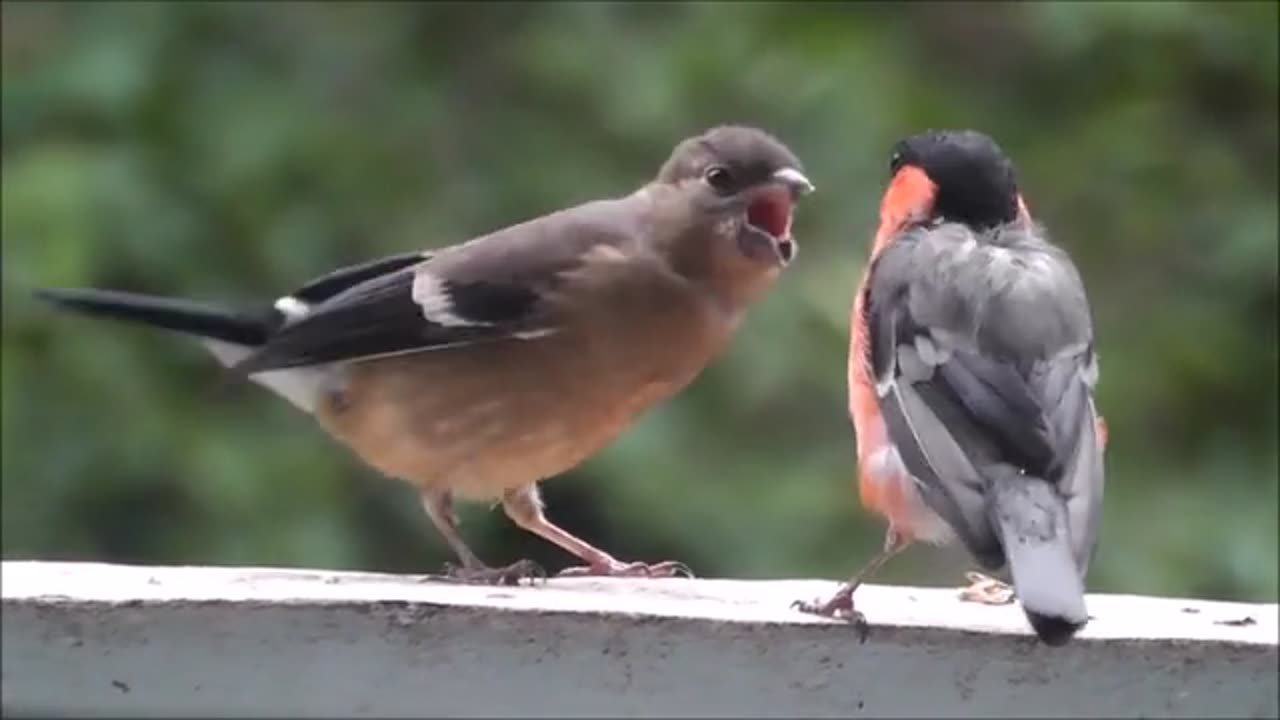 Birds Baby feeding