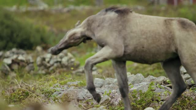 A horse playing is beautiful