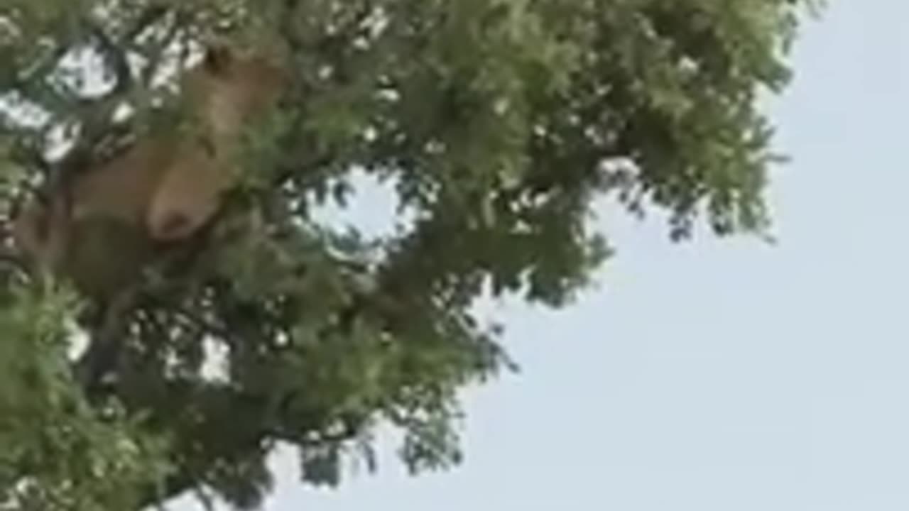 Lion climbs a tree to catch a monkey