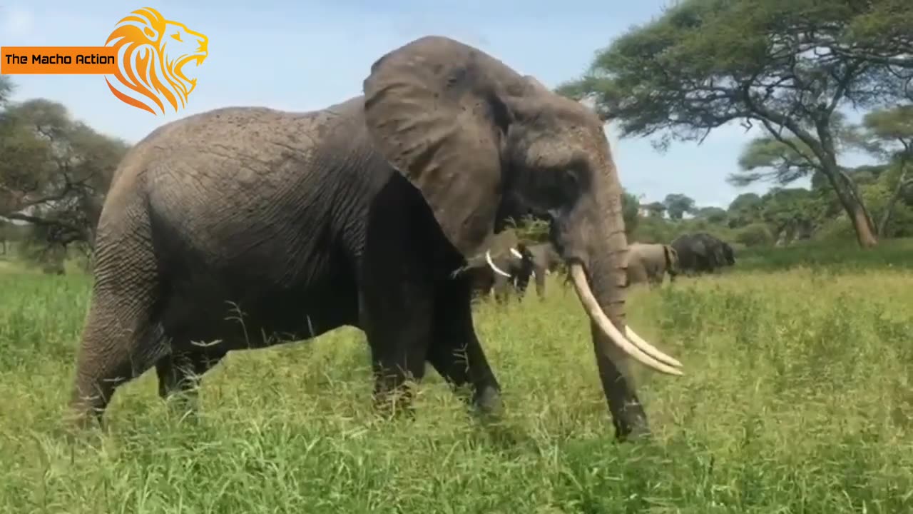 Elephant -- Amazon Wildlife In HD - Animals That Call The Jungle Home - The Elephant - Hathi