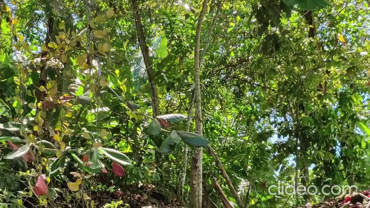 Parque Nacional Tortuguero, Costa Rica.