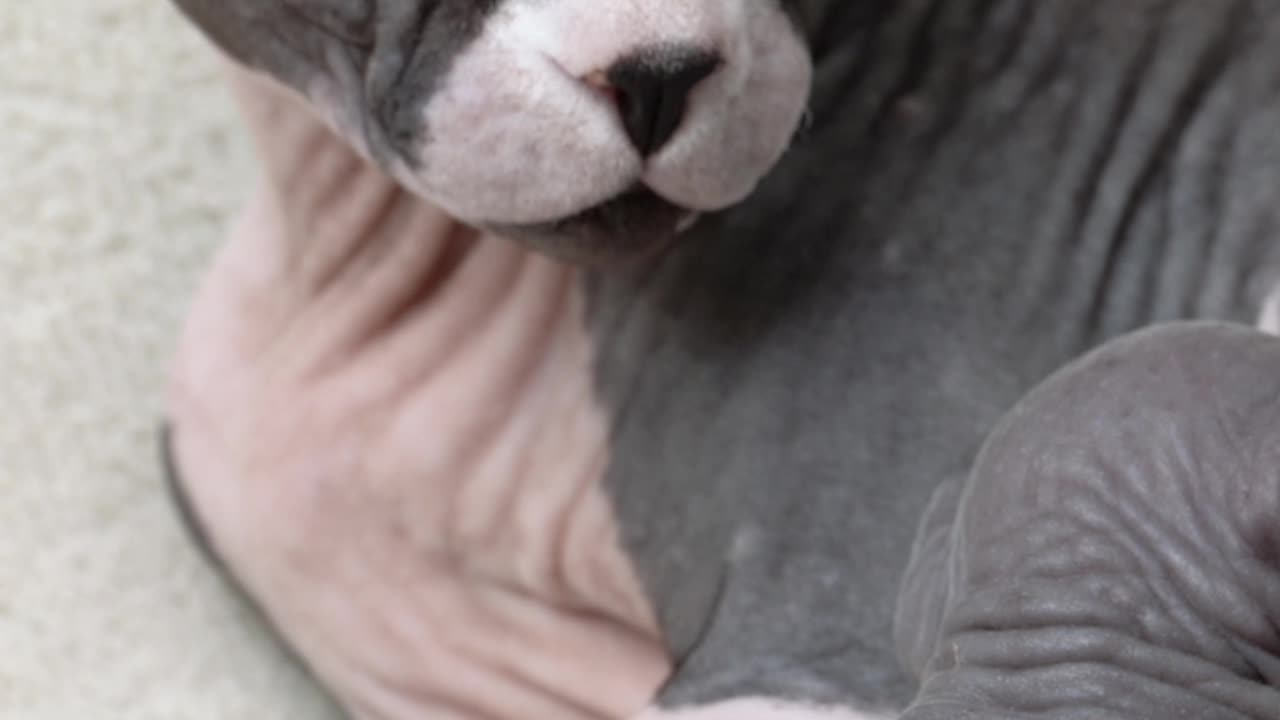 Hairless Cats! Sphynx Cats!