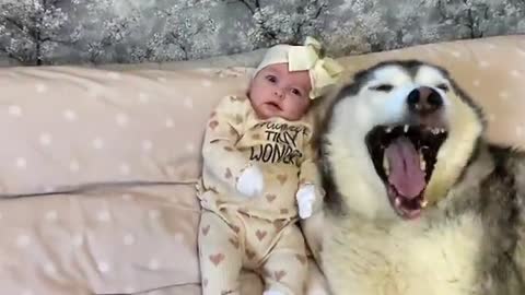 Husky Does Everything She Can To Protect My Newborn Baby!!! [CUTEST REACTION!!]