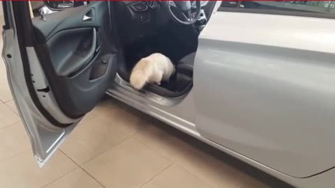 The cat is in love with car