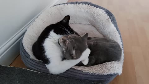 Cat Adorably Hugs And Kisses Other Cat