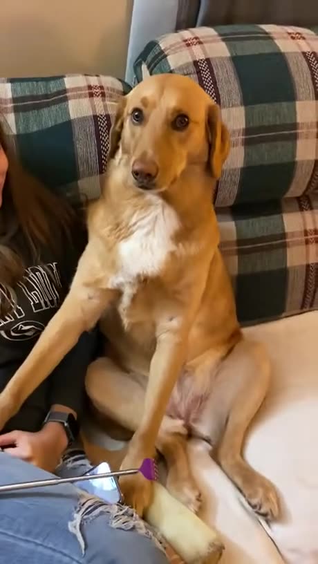 When the owner finally stops scratching 🙌😂