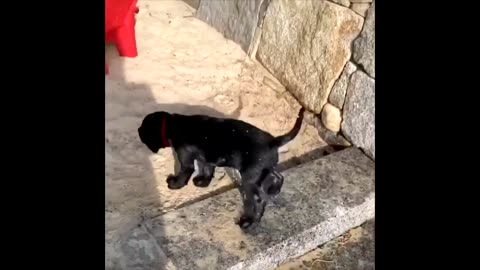 Labrador Compilation - Cute and Funny #12