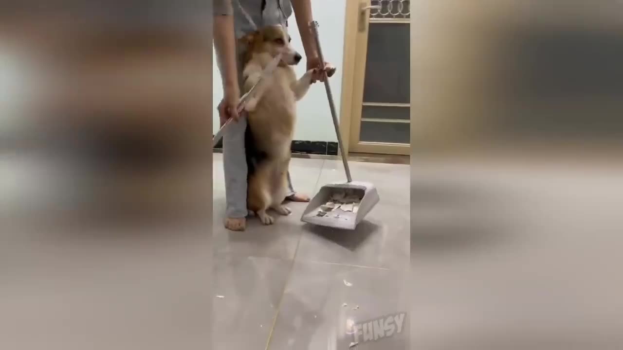 funny animals
