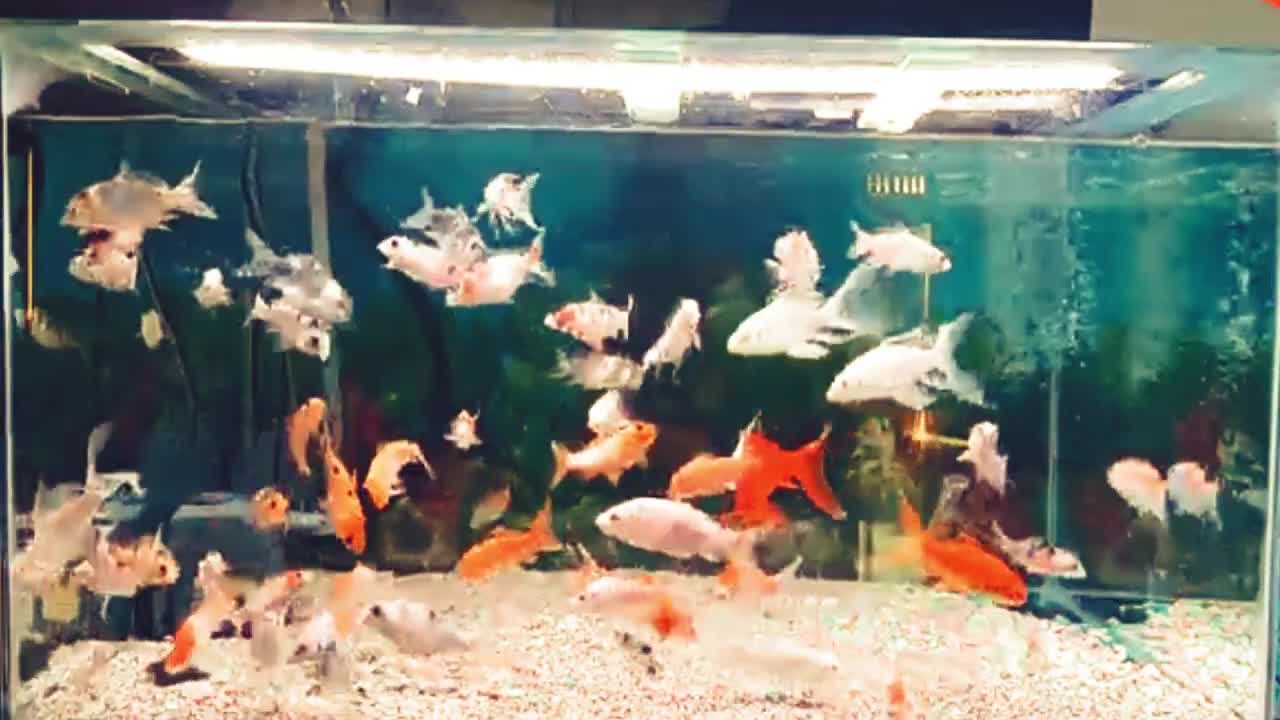 5 Lucky Ornamental Fish