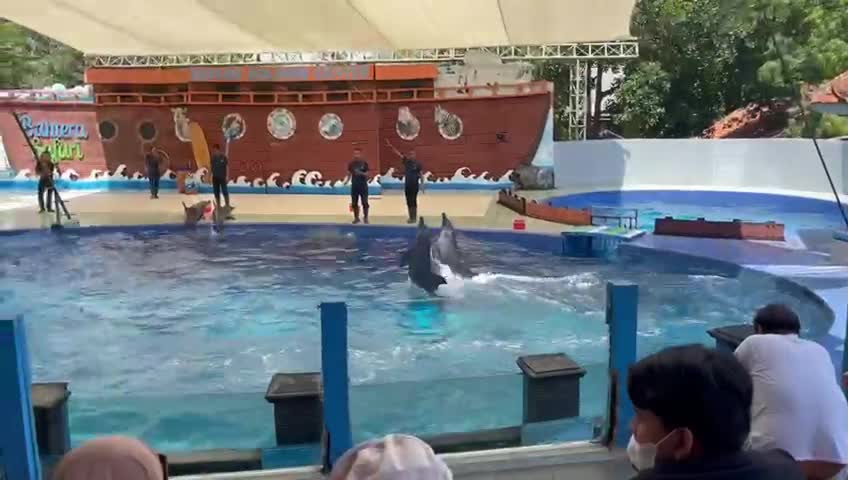 Dolphin marine animal Intelligence part 3 @SiganduBatang Indonesian