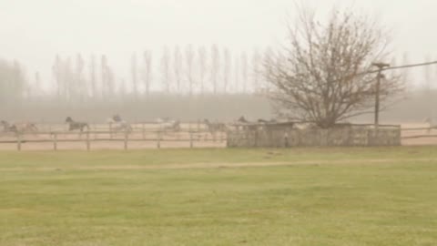 Running Horses In Romania