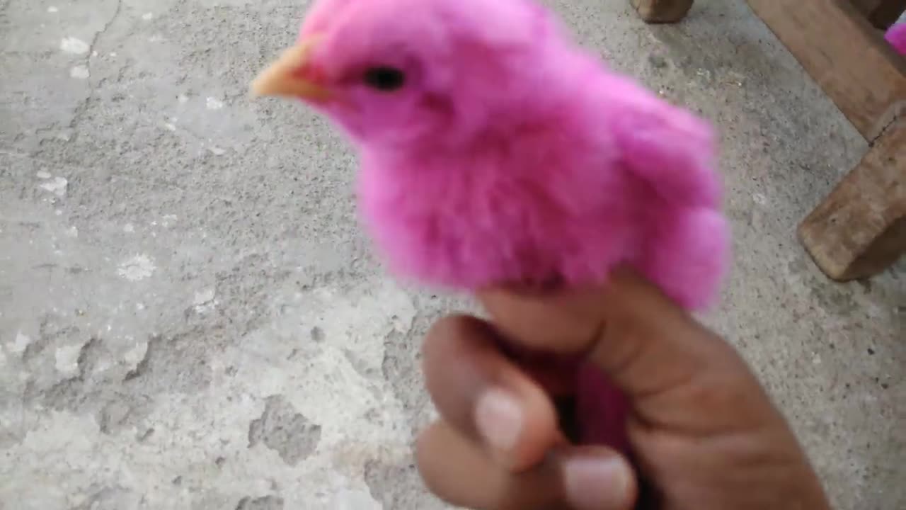 colour chicks