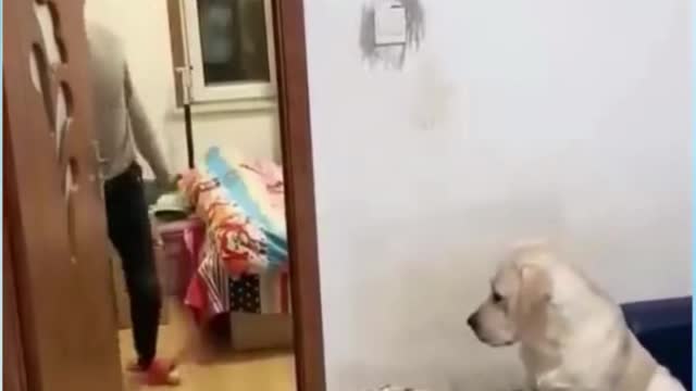 CAT AND DOG FUNNY VIDEOS TRY NOT TO LAUGH SHORT | PART 1