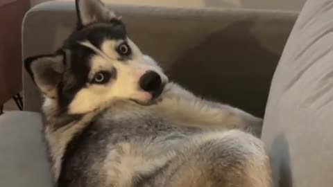 watch my husky roll his eyes at me