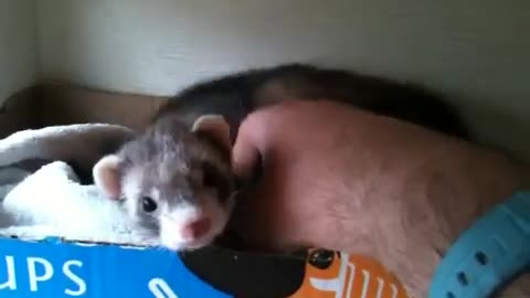 Ferret shows human her babies