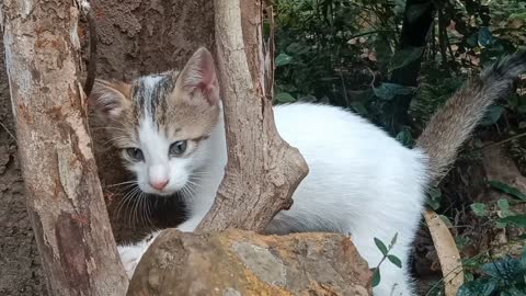 Playful Cat Exploring | This cat has the time of its life playing around! Super funny!