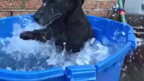 que hermoso perro difruta mientras se baña