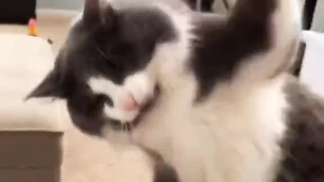 cat fight his owner