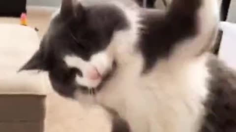 cat fight his owner