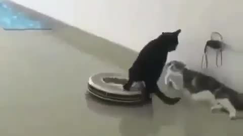 Funny Cat Video🤣