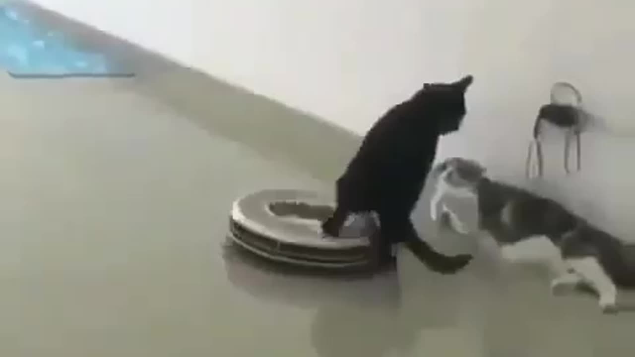 Funny Cat Video🤣