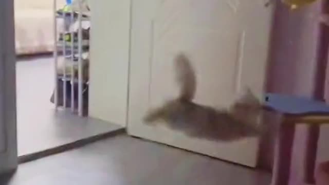 Cat Well. I thought I had long legs๐๐